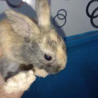 سلام ۵ عدد خرگوش باهوش صحیح و سالم به فروش می‌رسد|موش و خرگوش|آبادان, |دیوار