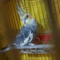 عروس هلندی گمشده