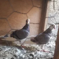کبوتر|پرنده|تهران, بهاران|دیوار