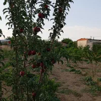 باغ اماده با مکان ویژه|فروش خانه و ویلا|فرمهین, |دیوار