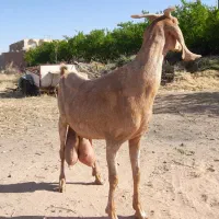 بز شیرا بزغاله دورگ سانن شیشک سنجابی