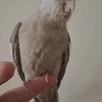 جوجه عروس آهویی/نژاد وایت/دستی