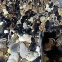 مرغابی گوشتی|حیوانات مزرعه|رشت, رودباری|دیوار