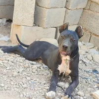 سگ پیتبول نر و ماده|سگ|مبارکه, |دیوار