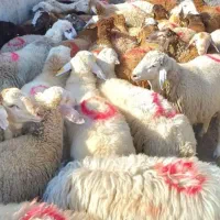 فروش گوسفند زنده باقصاب درمحل