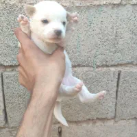 واگذاری پاکوتاه|سگ|سیرجان, |دیوار