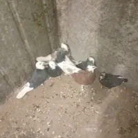 هفت تا کبوتر|پرنده|نرماشیر, |دیوار