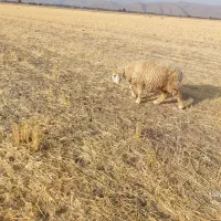 شیشک ومیش|حیوانات مزرعه|پاسارگاد, |دیوار