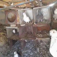 طوقی|پرنده|میمند, |دیوار