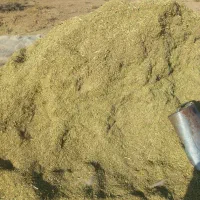 کاه خار شتری|خدمات باغبانی و درختکاری|قوچان, |دیوار