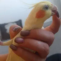 عروس هلندی گمشده