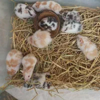 بیا تو سالن همستر ببین بگیر بخر ببر|موش و خرگوش|یزد, |دیوار