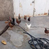 مرغ و خروس|حیوانات مزرعه|سوری, |دیوار