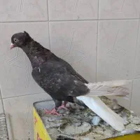 کفتر ماده . بهبونی . شهری . پلاکی