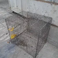 سره|پرنده|ملایر, |دیوار