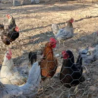 مرغ تخم گزار و خروس