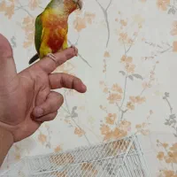گرینچیک اهلی