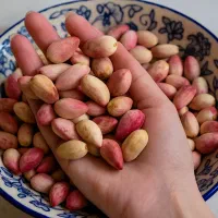 پسته اکبری درجه یک تازه ،مستقیم از باغدار خرید کن|خوردنی و آشامیدنی|دامغان, |دیوار
