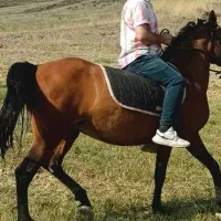 اسب مادیان ۴ساله