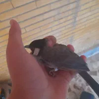 قناری پیدا شده