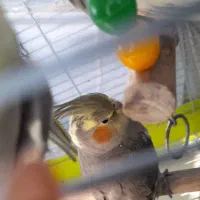 عروس هلندی|پرنده|قدس, شهرقدس|دیوار