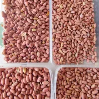 بادام زمینی امسال آستانه اشرفیه