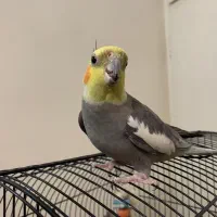 دو عدد عروس هلندی با قفس