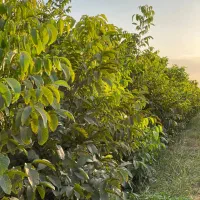 نهال پر کیفت و با تضمین