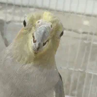 2جفت عروس هلندی مولد نر و ماده