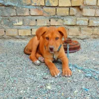 توله سگ پیتبول نر 2 ماهه