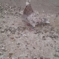 کبوتر پرشی.کود بار|پرنده|سبزوار, شرق کال میانی|دیوار