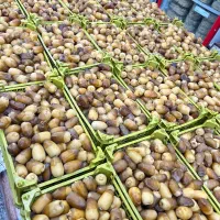 رطب و خارک تازه ۱۴۰۵ به قیمت نخلستان