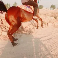 مادیان 8 سال عرب