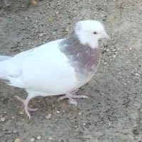 کبوتر طوقی  دوم سیاه و پولکی|پرنده|بیرجند, |دیوار