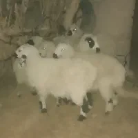 بره ماده|حیوانات مزرعه|ریگ ملک, |دیوار