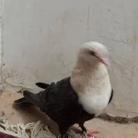 باغ.شیخ.نادری|پرنده|اهواز, نادری|دیوار