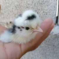 مرغ گلین لری پنگوئنی|حیوانات مزرعه|رامیان, |دیوار