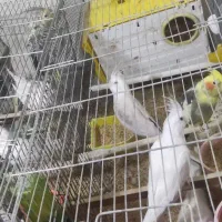 عروس هلندی با قفس|پرنده|تهران, امام زاده عبدالله|دیوار