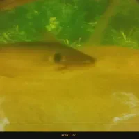 ماهی اکواریومی|ماهی|زابل, |دیوار