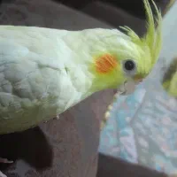 عروس هلندی لوتینو