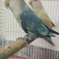 یک جفت طوطی برزیلی