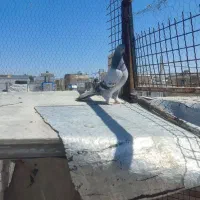 کفتر|پرنده|مرودشت, ابوذر جنوبی|دیوار