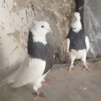 کبوتر طوقی پیروزی