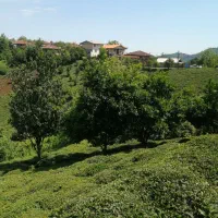 فروش-باغ