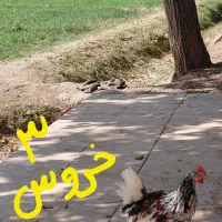 مرغ و خروس گلین با جوجه هاش|حیوانات مزرعه|خمینیشهر, |دیوار