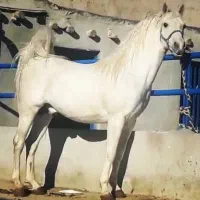 سلیمی ترک خالص