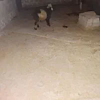 بره نر|حیوانات مزرعه|شوشتر, |دیوار