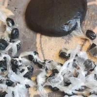 مومنایی اصل بدون هیچ ناخالصی