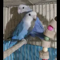 طوطی کوتوله عروس هلندی هردو بشرط تخم و جوجه فهرج