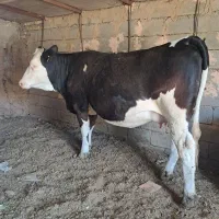 تخت سیمینتال آبستن ۸ماه و۲۰روز سبزوار ملوند